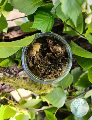 Brzozuffka - UTLENIANE LIŚCIE BRZOZY