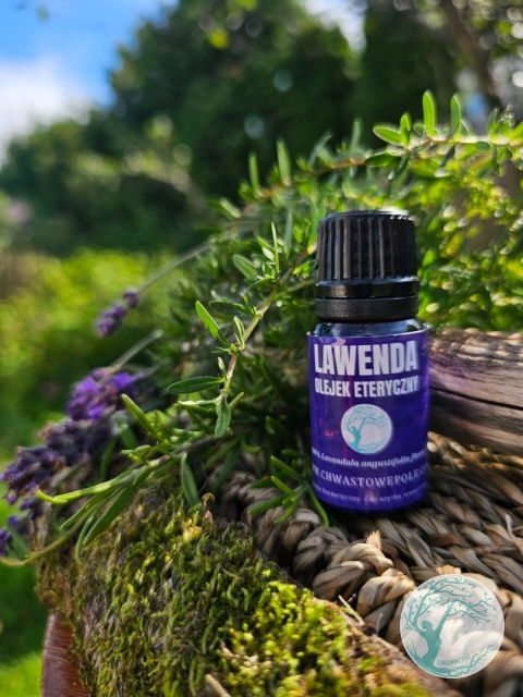 LAWENDA – naturalny olejek eteryczny
