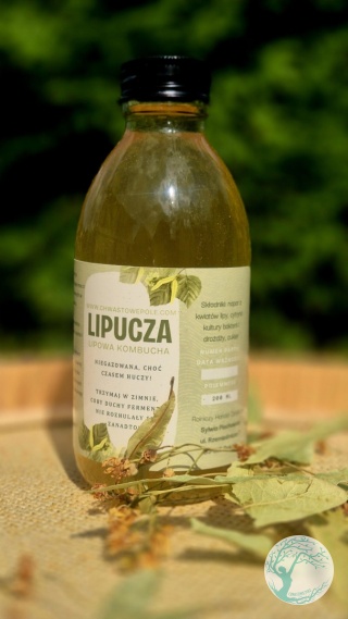 Lipucza-kombucha z lipy