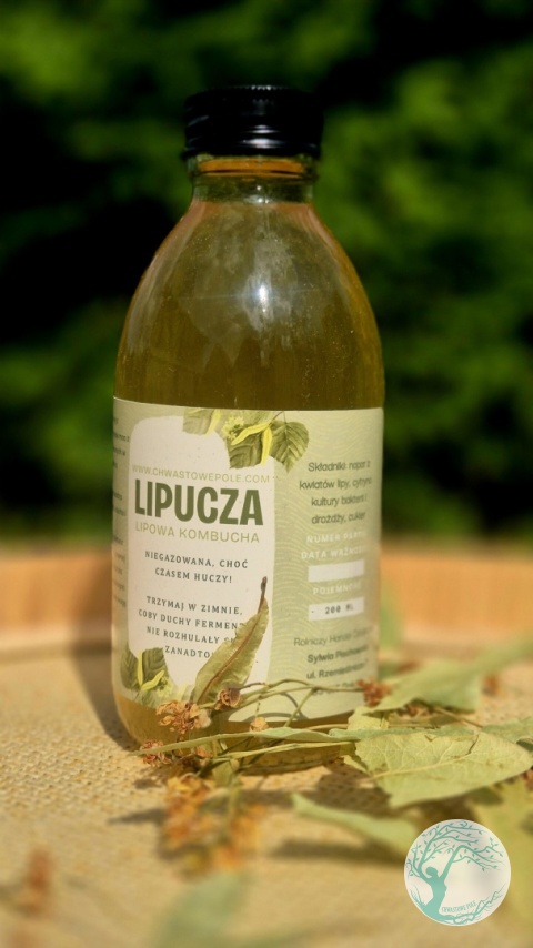 Lipucza-kombucha z lipy