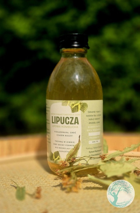 Lipucza-kombucha z lipy