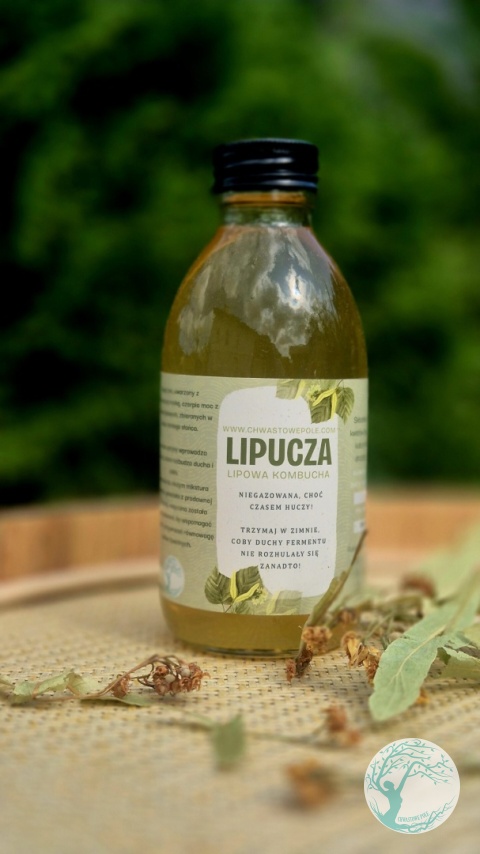Lipucza-kombucha z lipy