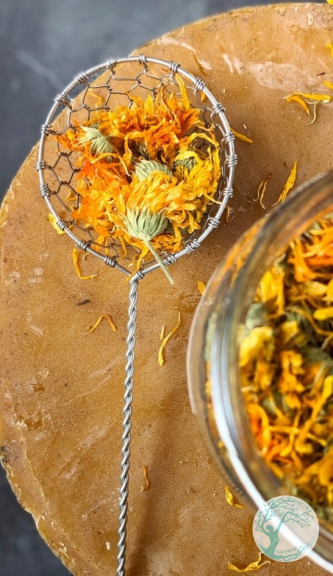 SUSZONY NAGIETEK LEKARSKI – Calendula Officinalis – 15 g