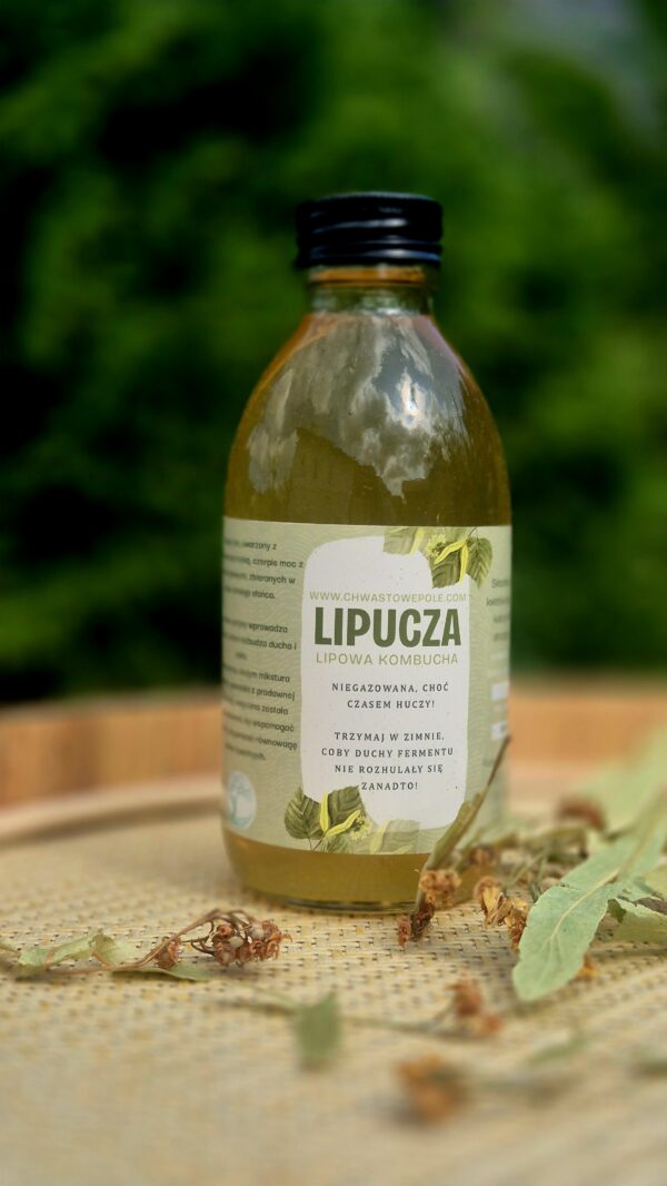 Lipucza-kombucha - obrazek 2
